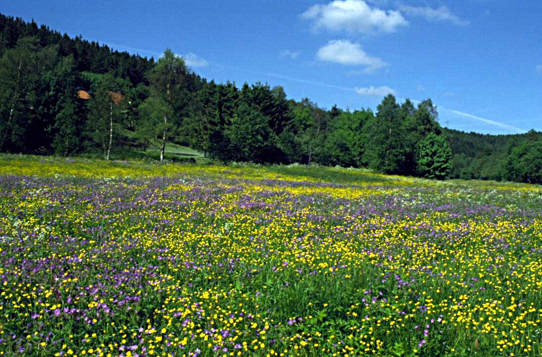 Das Schultal in Altenau (Gelände des späterern Kräuterparks) Das Schultal in Altenau (Gelände des späterern Kräuterparks)