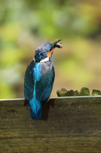 Eisvogel