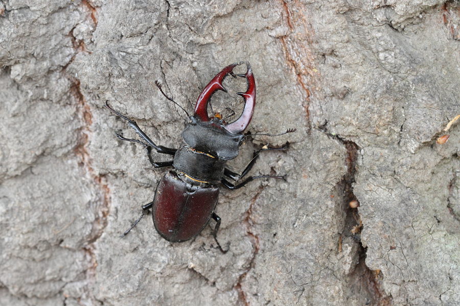 Hirschkäfer - (Lucanus cervus)