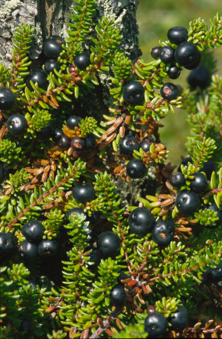 Krähenbeere