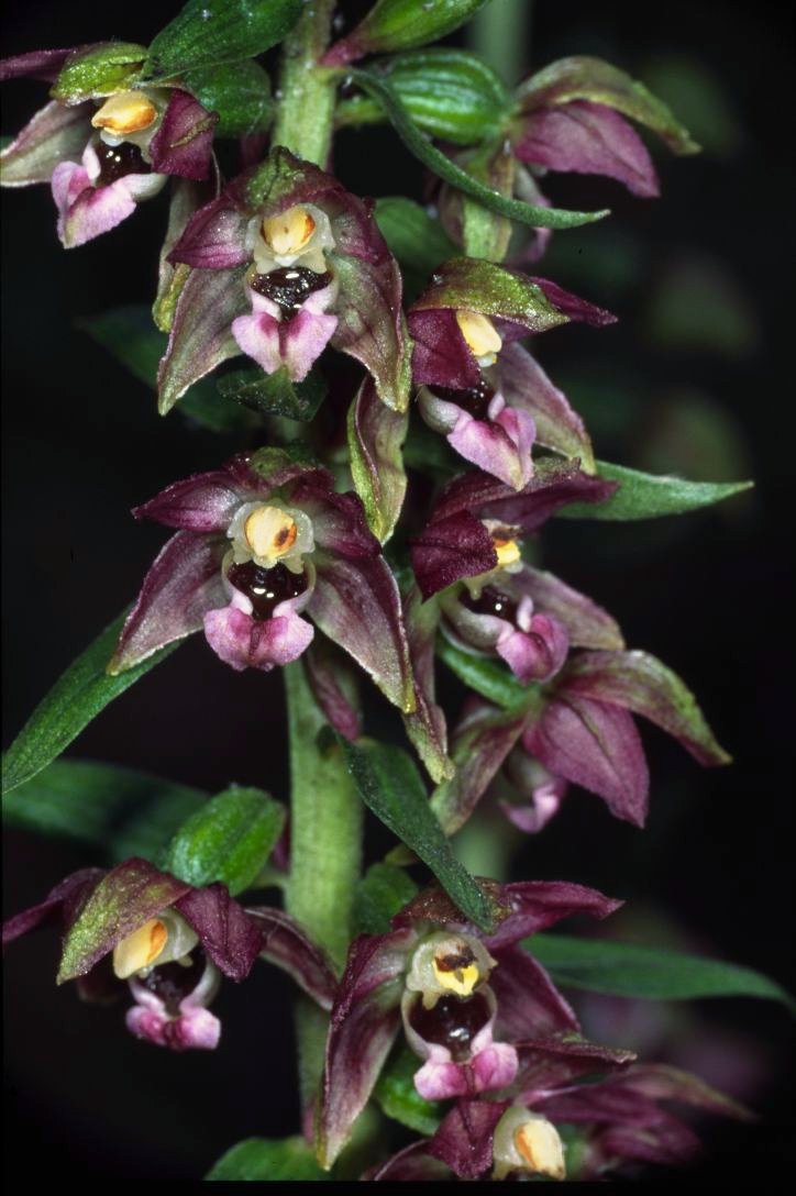 Breitblättrige Stendelwurz (Epipactis helleborine)