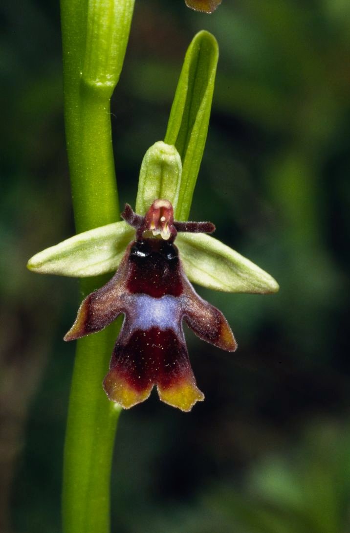 Fliegenragwurz (Ophrys insectifera) Fliegenragwurz (Ophrys insectifera)