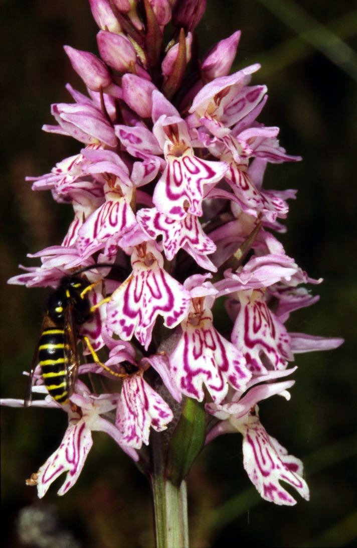 geflecktes Knabenkraut (Dactylorhiza maculata)