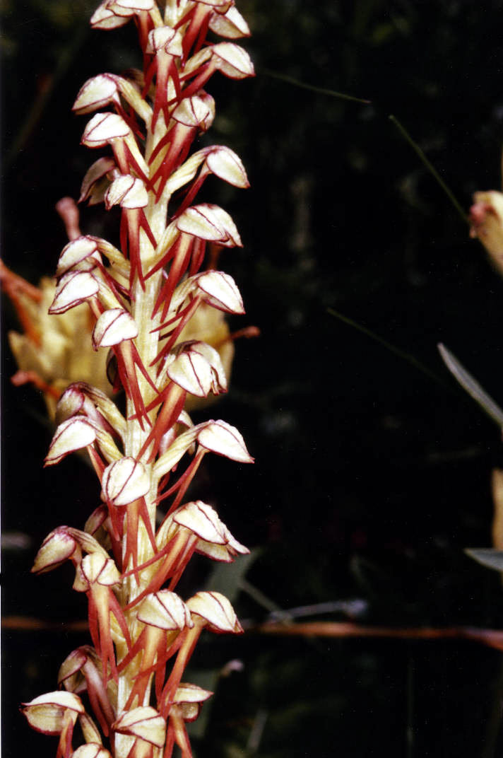 Puppenorchis