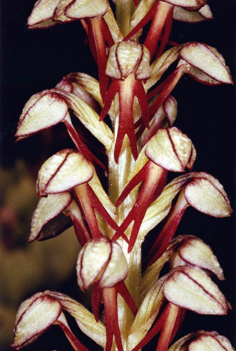 Puppenorchis Puppenorchis