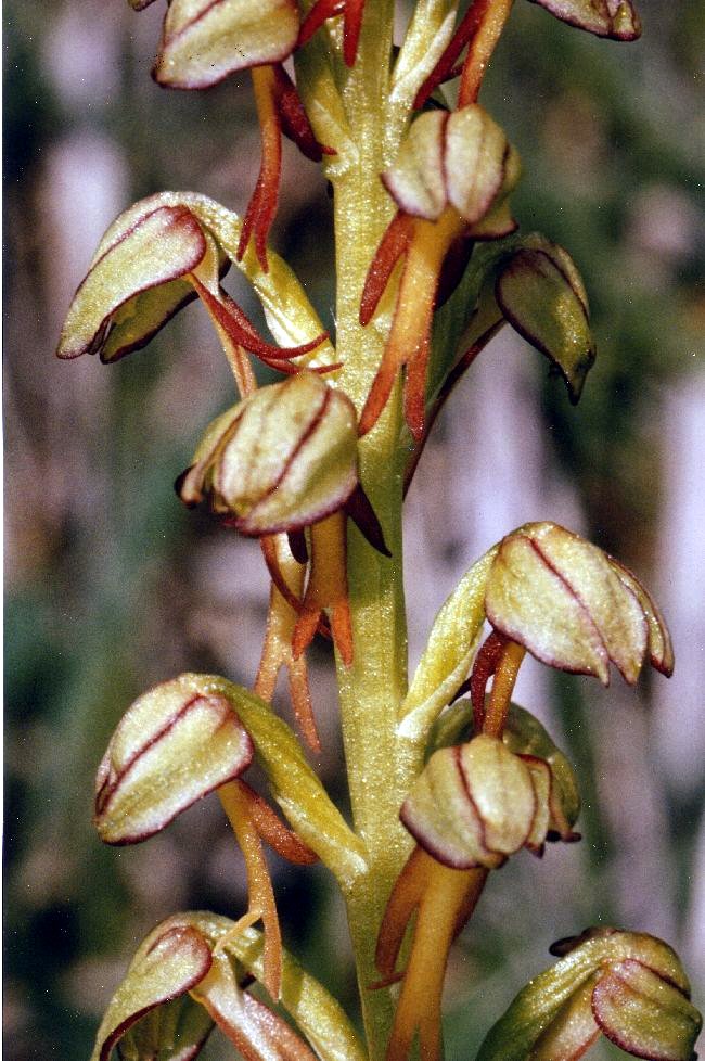 Puppenorchis