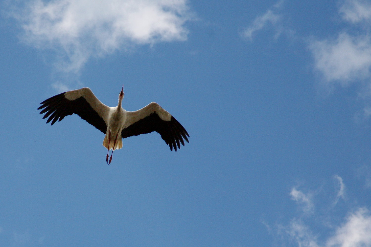 Storch im Überflug - Ferienwohnungen im Harz Storch im Überflug - Ferienwohnungen im Harz