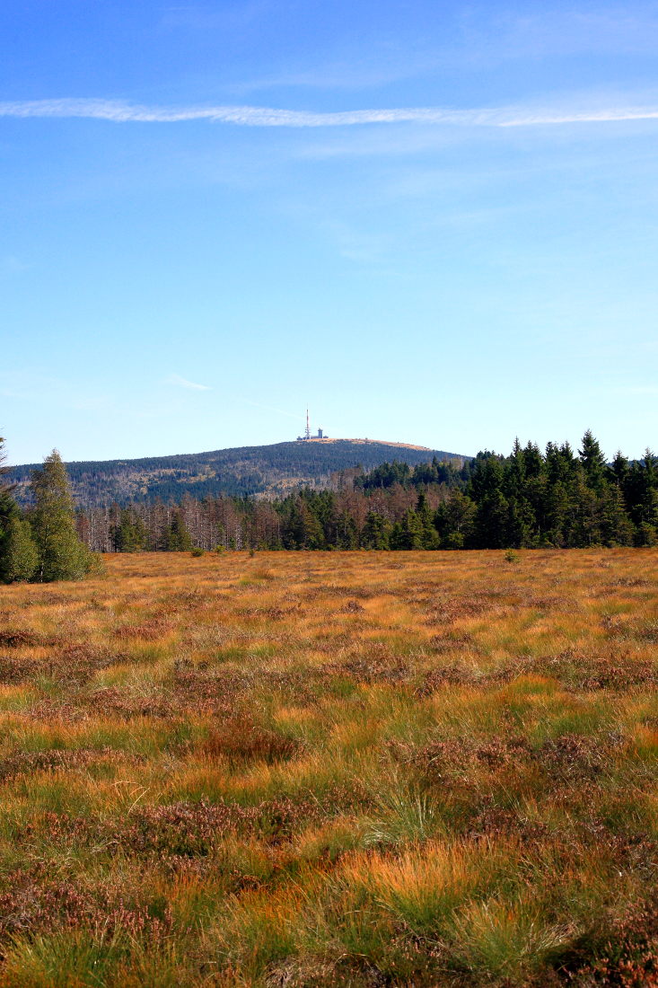 Wanderungern im Harz - Hochmor bei Torfhaus Wanderungern im Harz - Hochmor bei Torfhaus