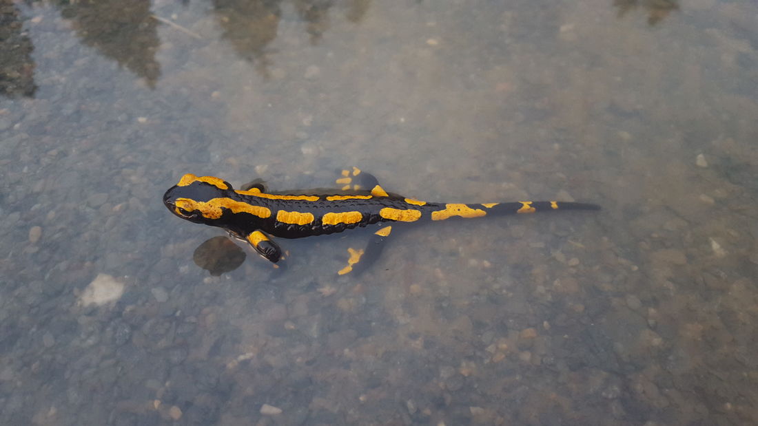 Die besten Naturphotos: Feuersalamander