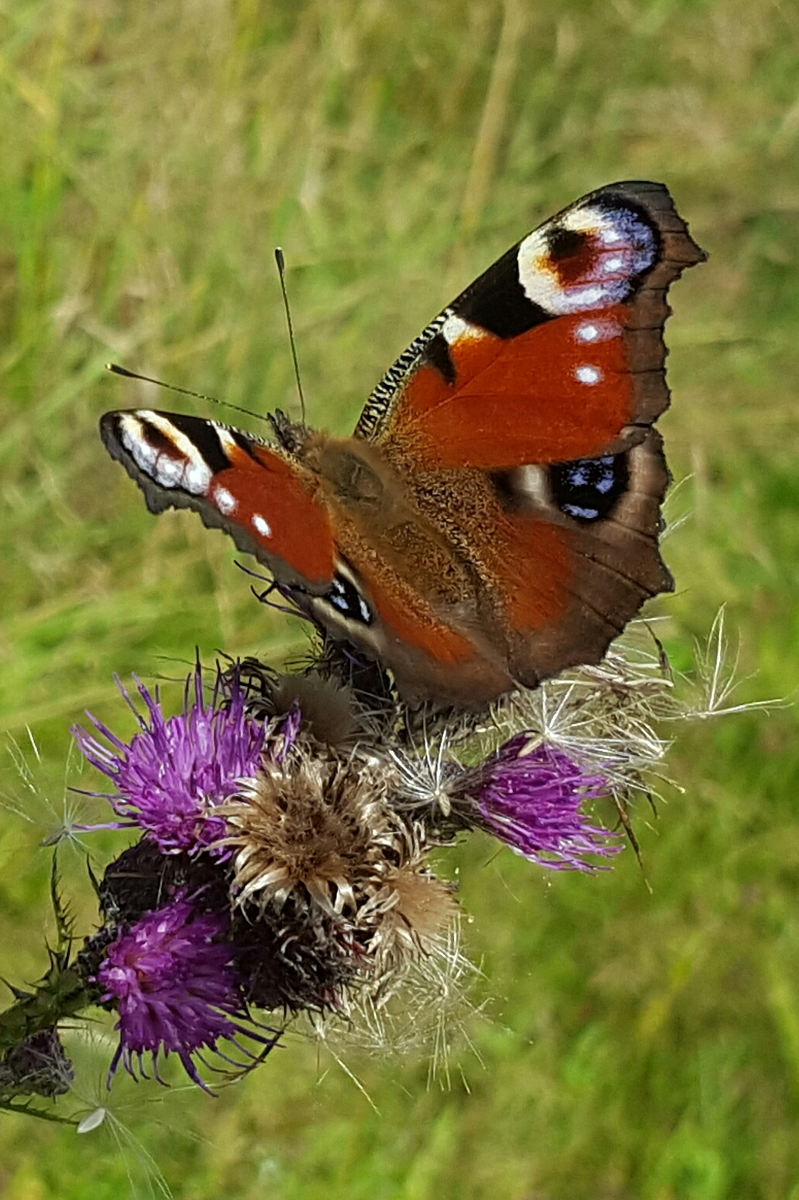 Die besten Naturphotos: Tagpfauenauge