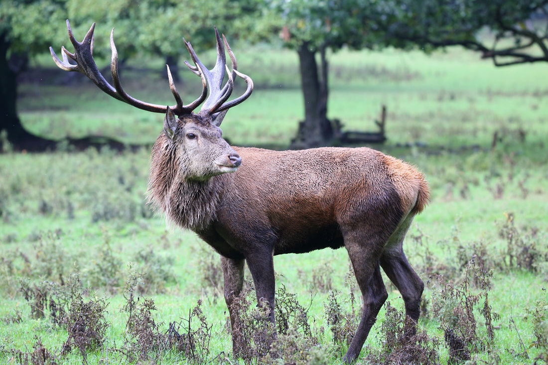 Die besten Naturphotos: Rothirsch