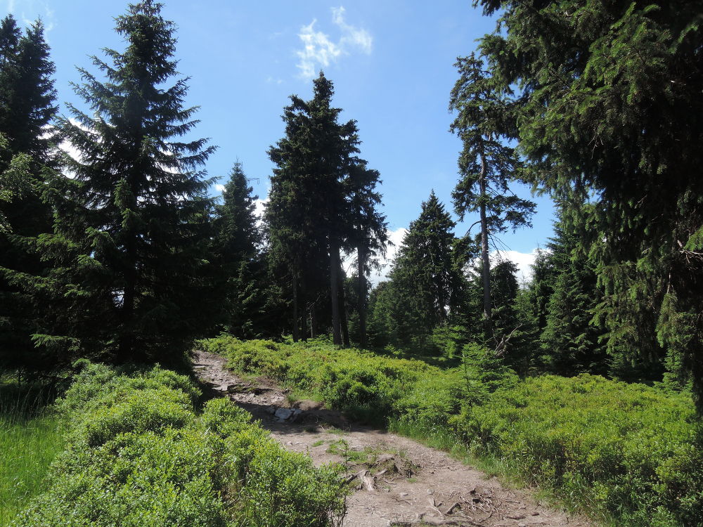 Die besten Naturphotos: Oberharz - Auf dem Weg zur Wolfswarte