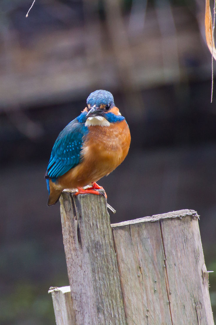 Die besten Naturphotos: Eisvogel