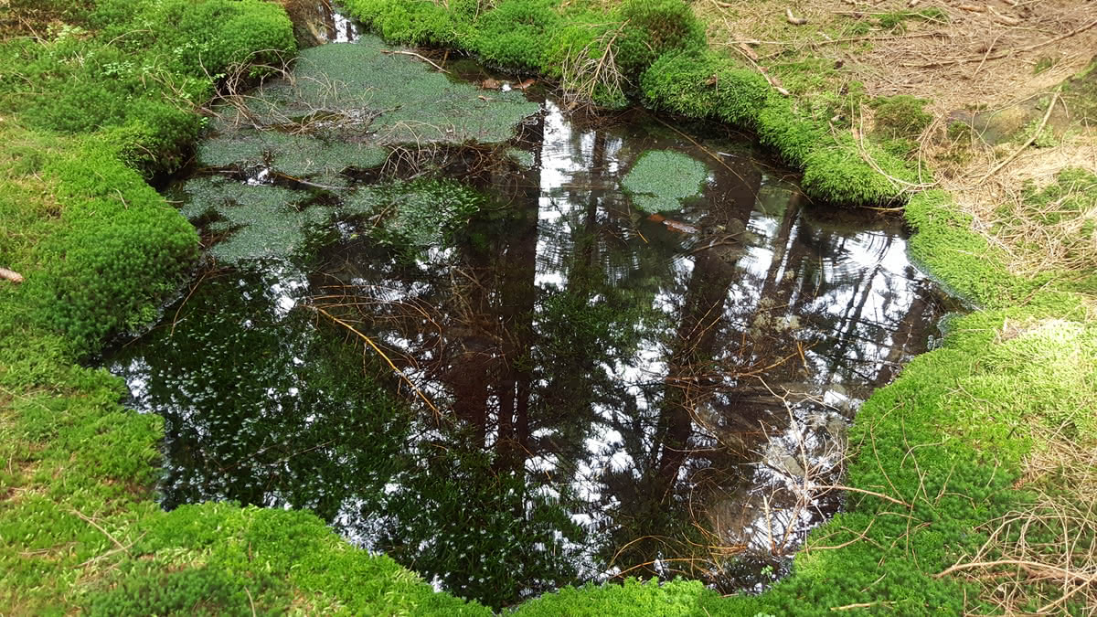 Die besten Naturphotos: Quelle im Nationalpark Harz