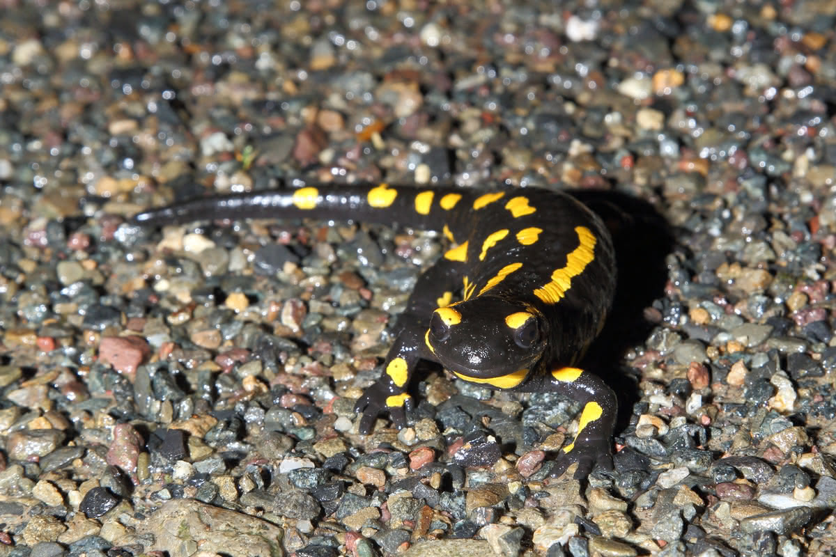Die besten Naturphotos: Feuersalamander