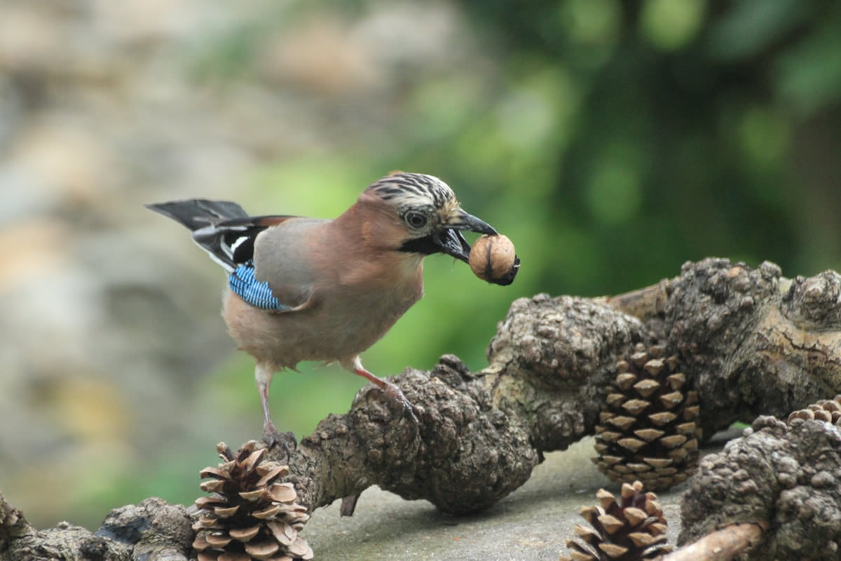 Die besten Naturphotos: Eichelhäher