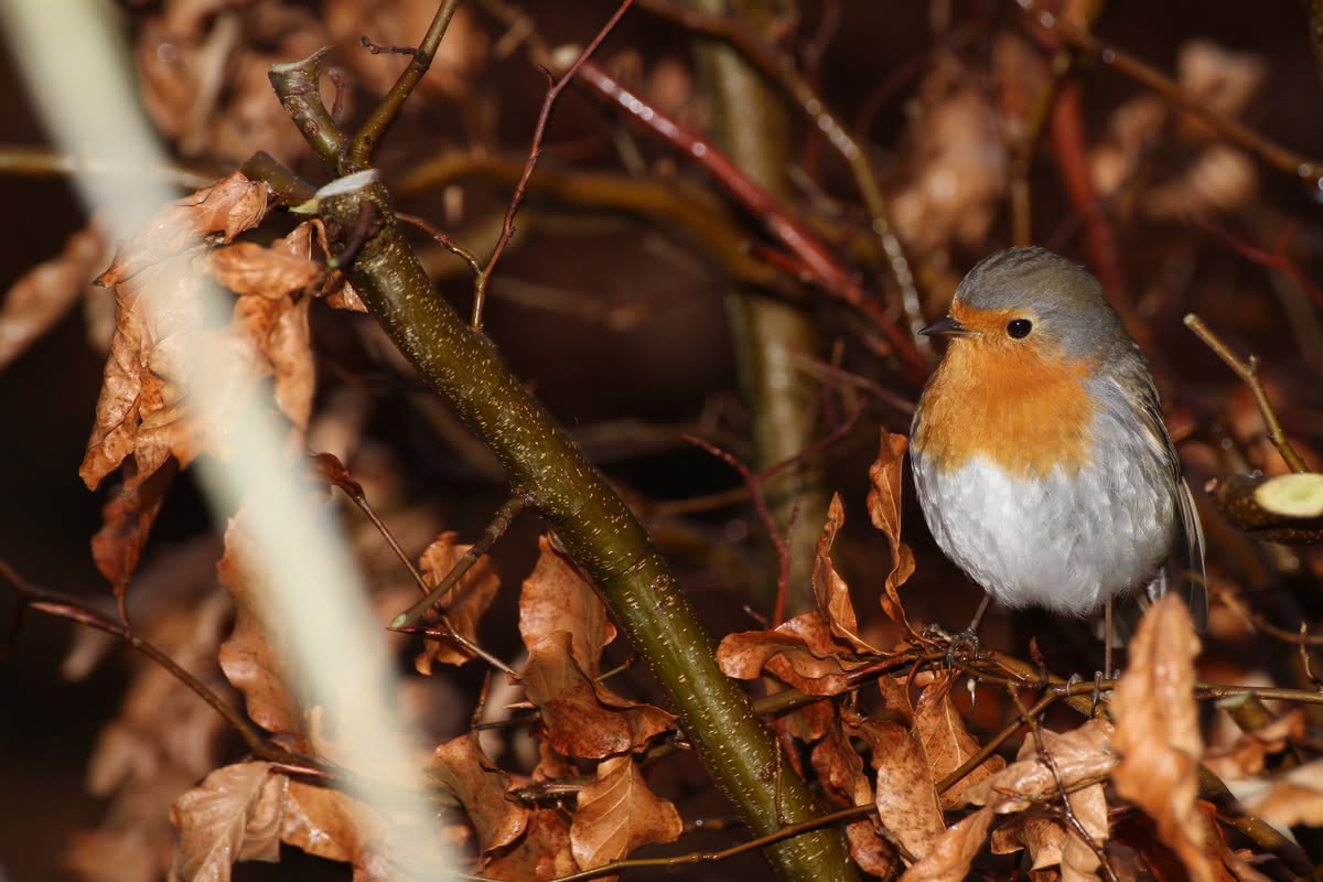 Die besten Naturphotos: Rotkehlchen im Garten