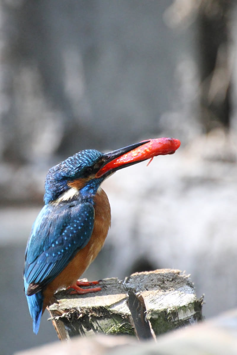 Die besten Naturphotos: Eisvogel mit Zierfisch