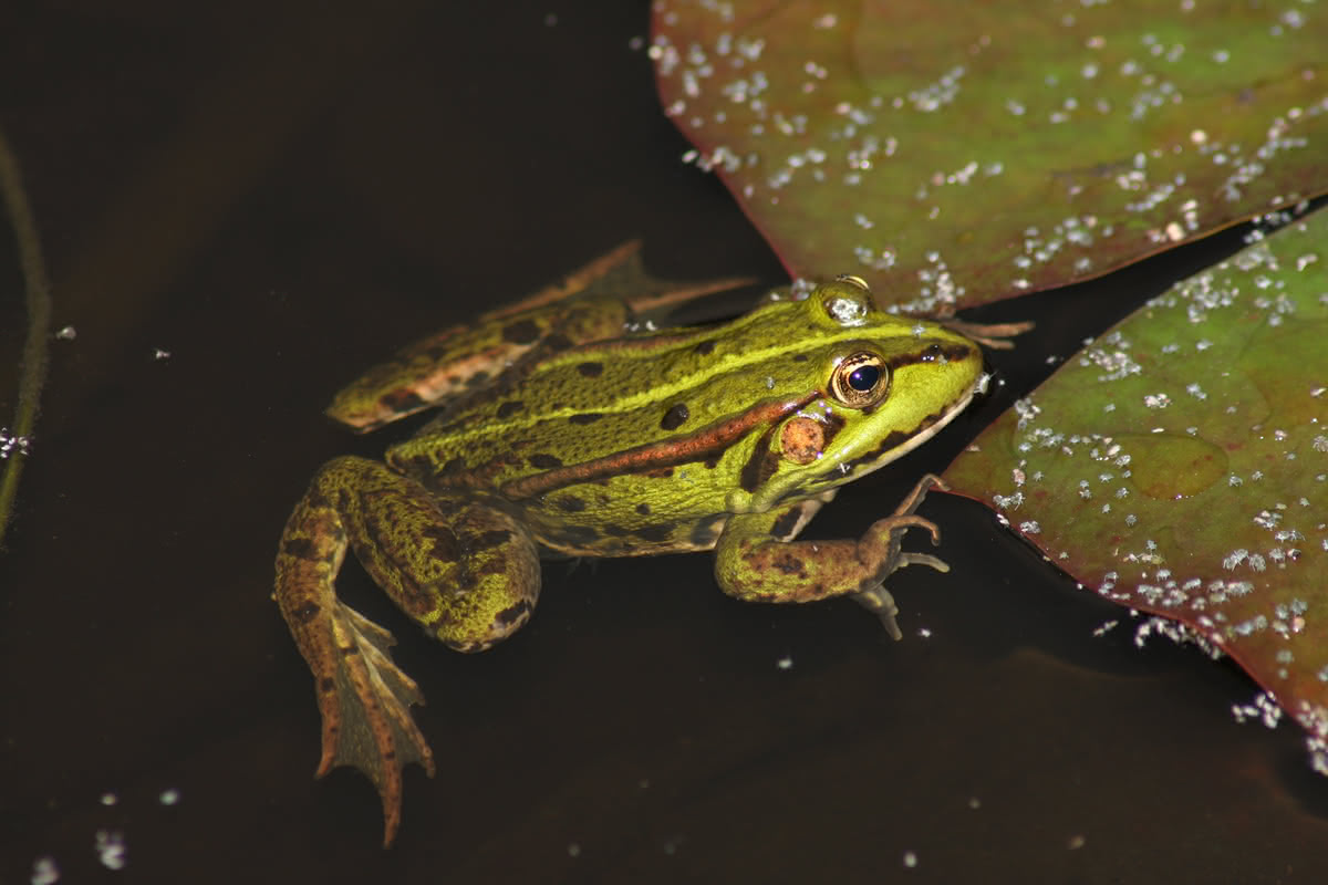 Die besten Naturphotos: Teichfrosch in Osterode, Oberhütte
