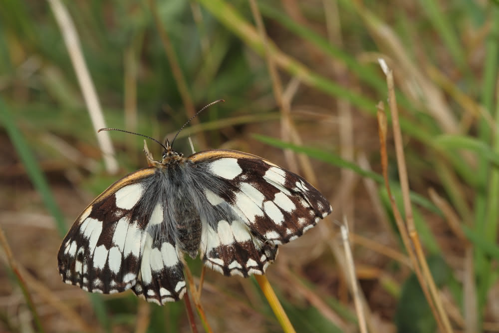 Die besten Naturphotos: Schachbrettfalter
