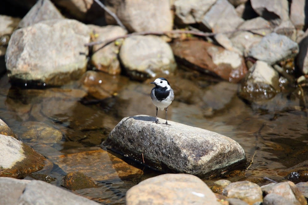 Die besten Naturphotos: Bachstelze in der Oker