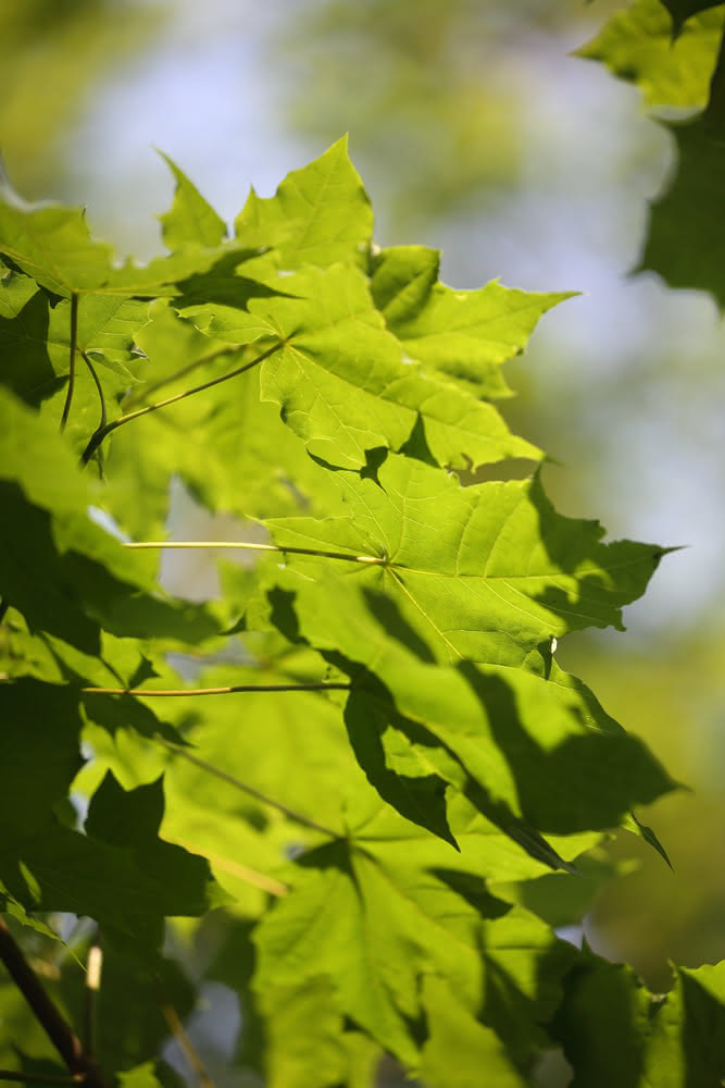 Die besten Naturphotos: Frühling im Schwarzenberg
