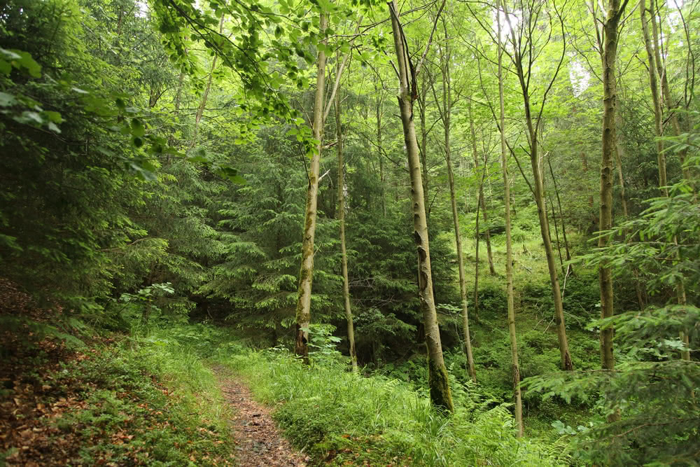 Die besten Naturphotos: Frühling im Harz