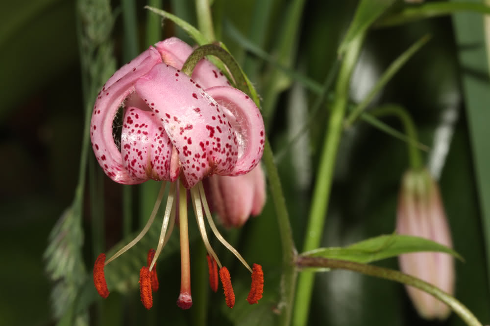 Die besten Naturphotos: Türkenbundlilie