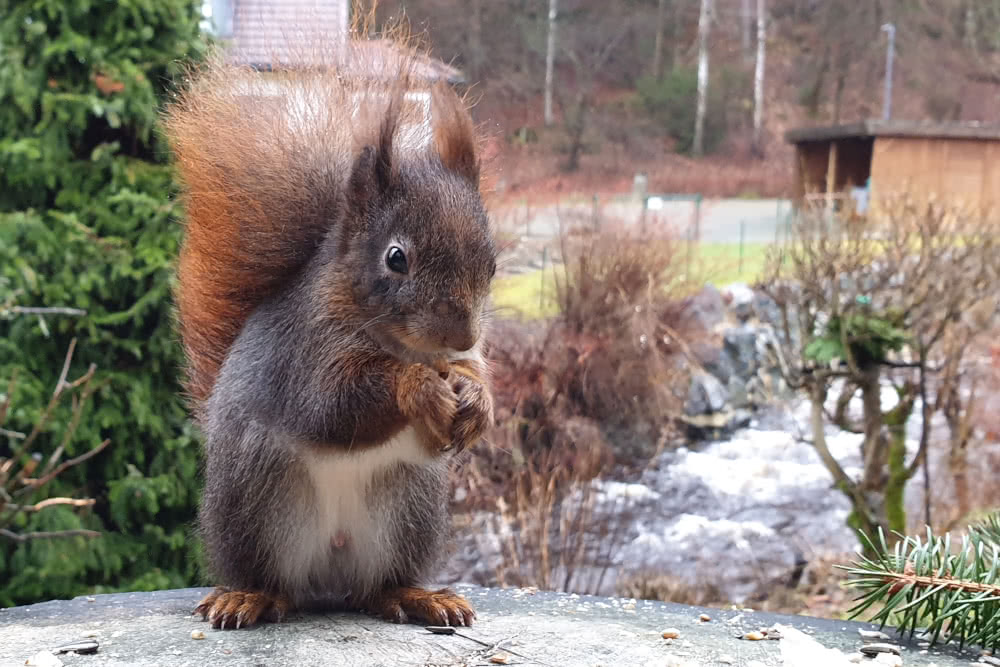 Die besten Naturphotos: Eichhörnchen