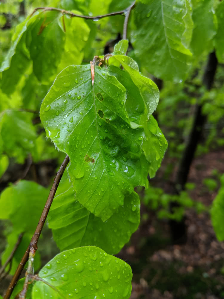 Die besten Naturphotos: Rotbuchenblatt im Regen