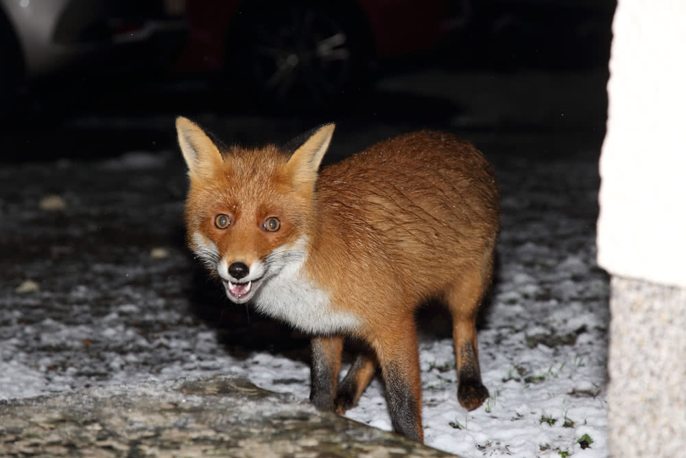Die besten Naturphotos: Rotfuchs vor der Haustür