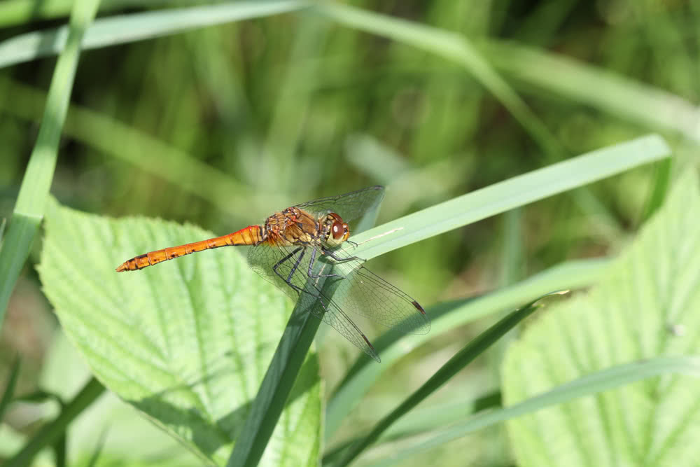 Die besten Naturphotos: