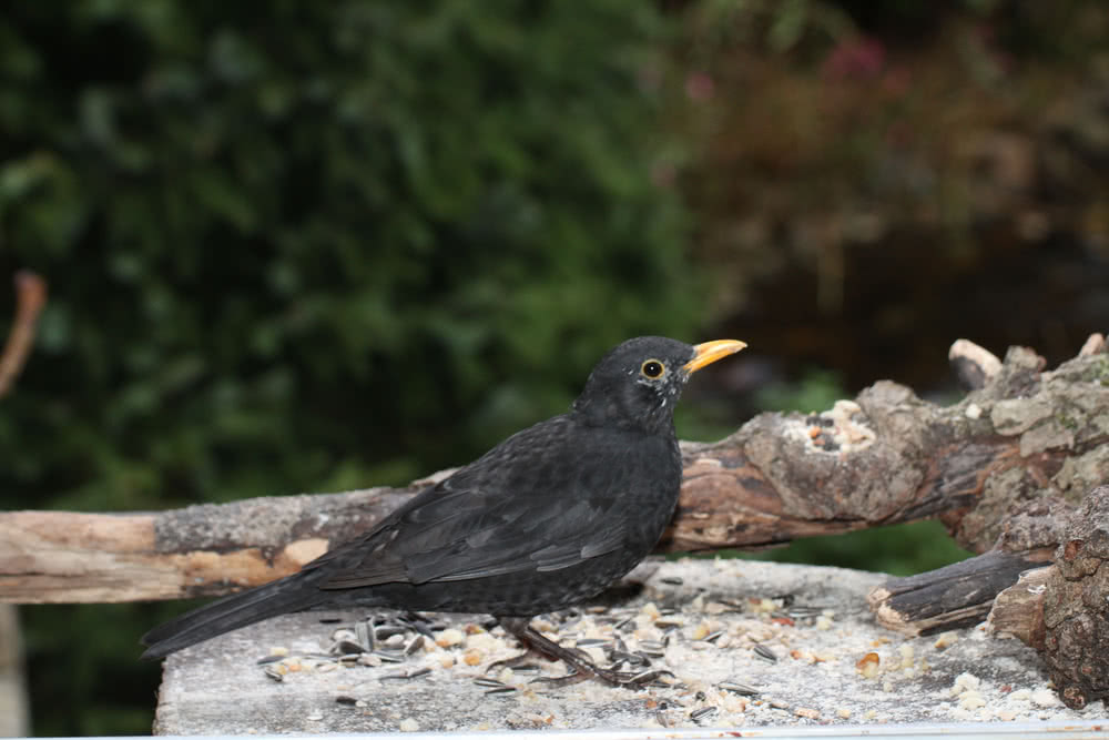 Die besten Naturphotos: Amsel