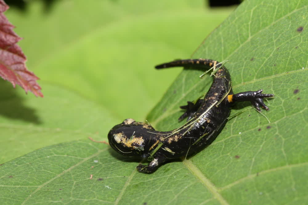 Die besten Naturphotos: junger Feuersalamander, noch fast ohne Farbe