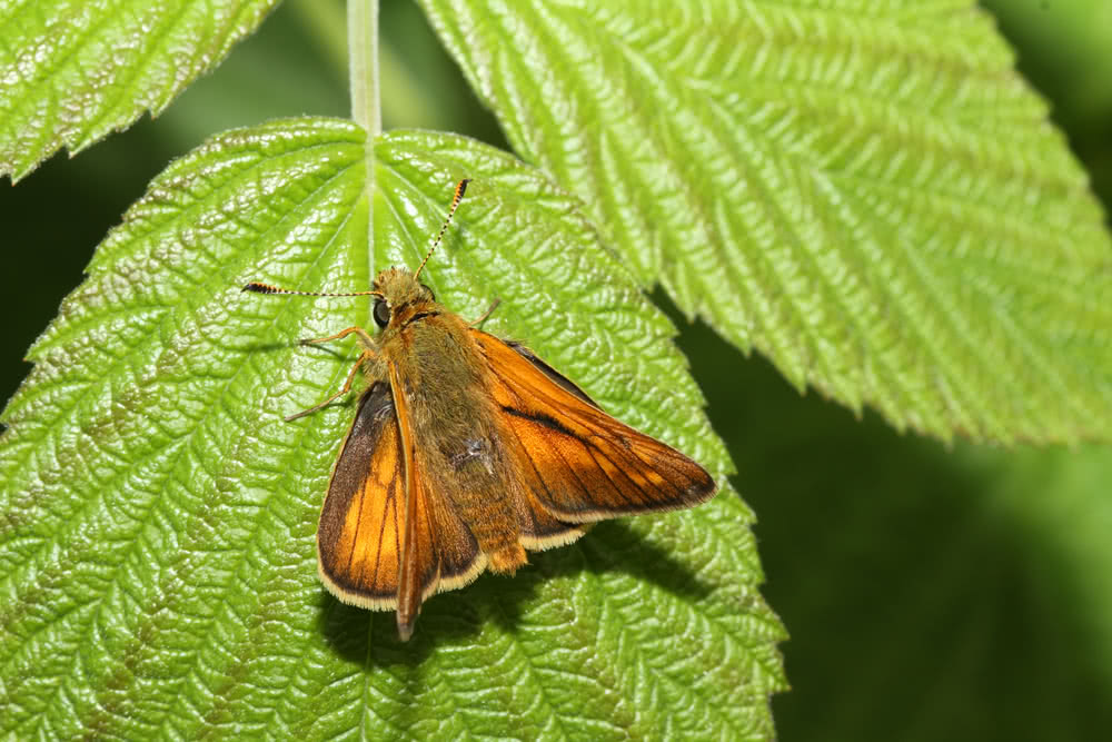 Die besten Naturphotos: Dickkopffalter