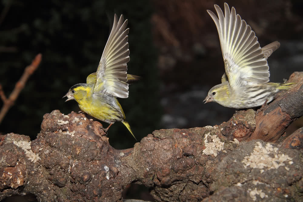 Die besten Naturphotos: 