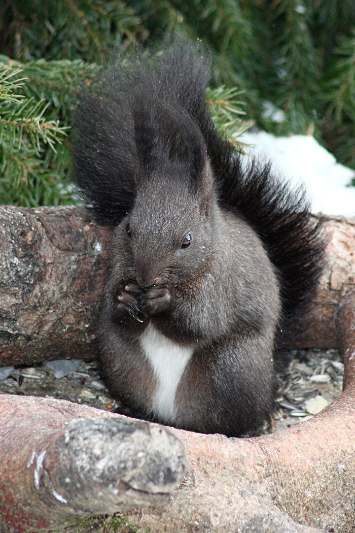 Eichkatzle - Eichhörnchen