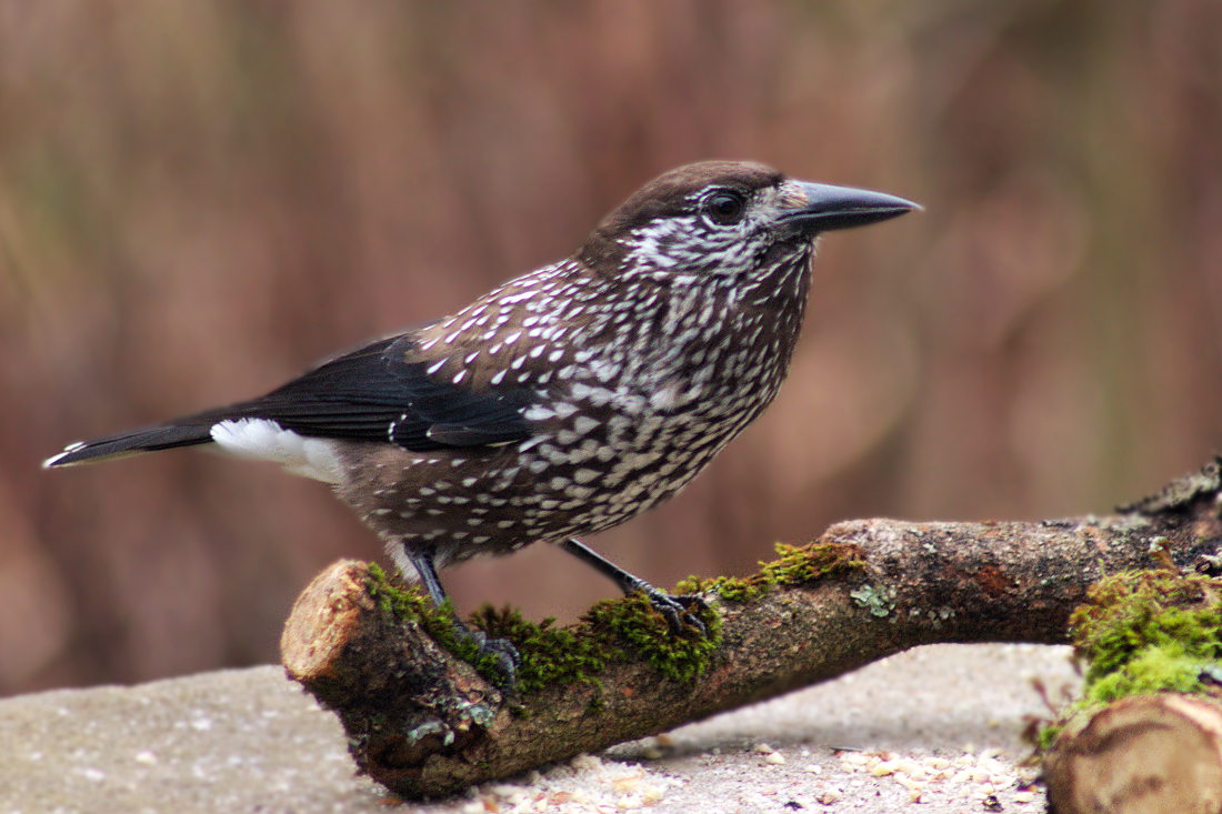 Tannenhäher - geschütze Vogelart