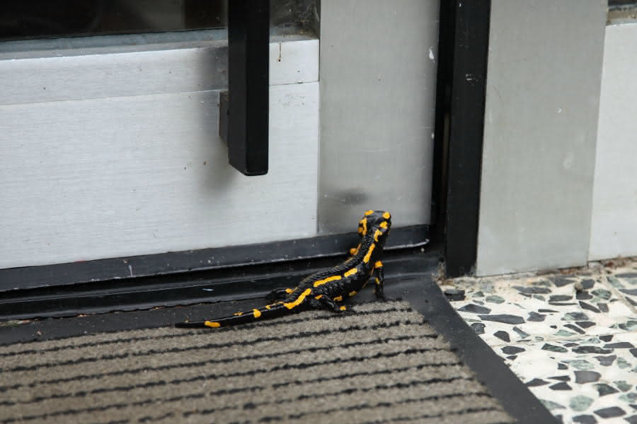 Feuersalamander beim Einzug n die neue Wohnung - Anreise ohne Gepäck ;-)