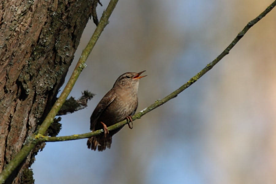 Singvogel