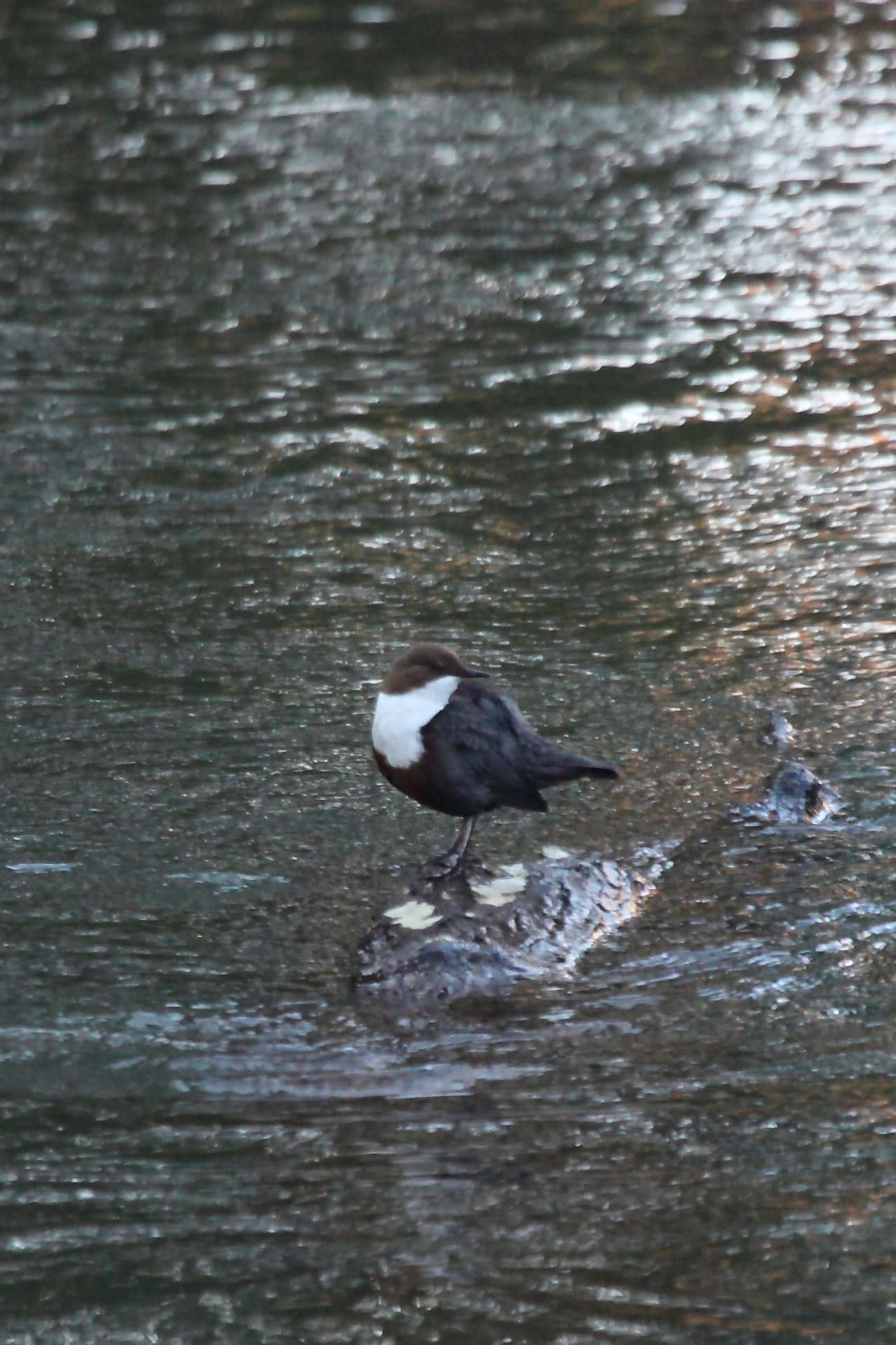 Wasseramsel