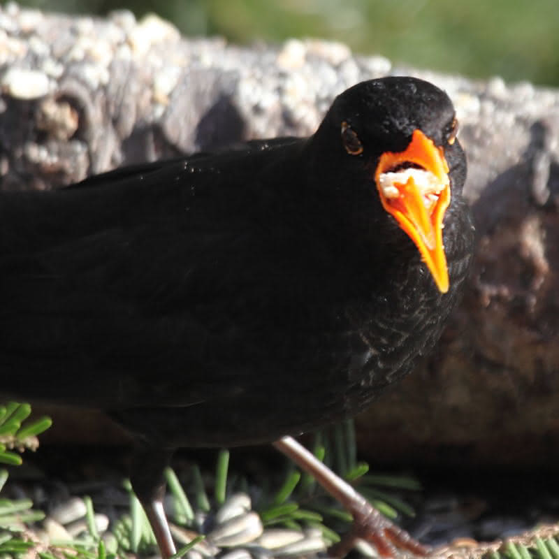 Amsel mit zuviel Futter und Maulsperre