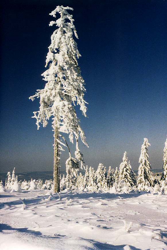 Winter auf Torfhaus Winter auf Torfhaus