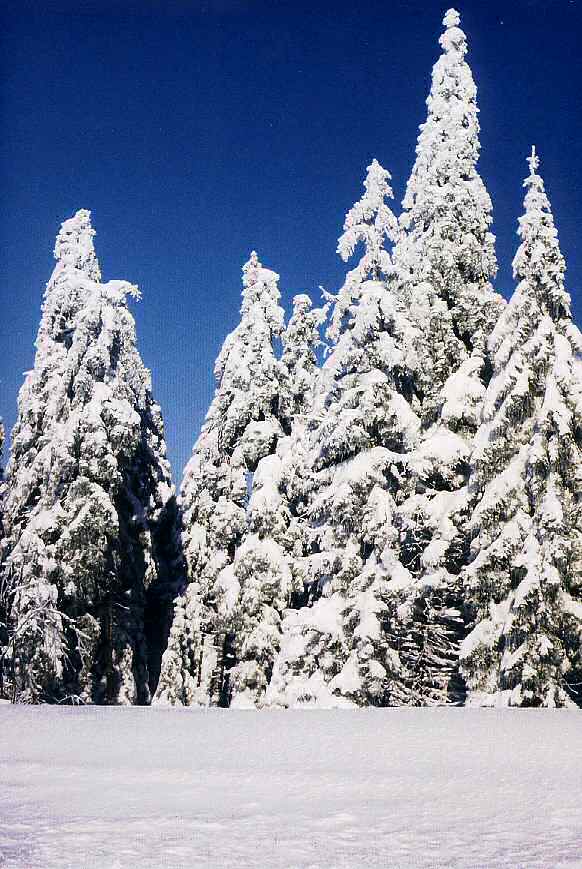 Winter auf Torfhaus Winter auf Torfhaus