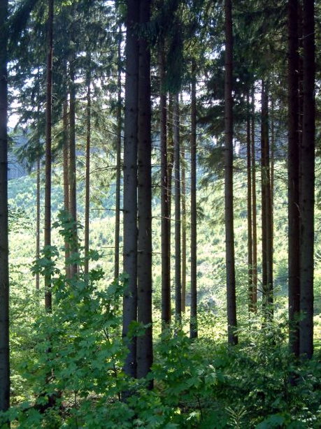 Harzer Wälder Harzer Wälder