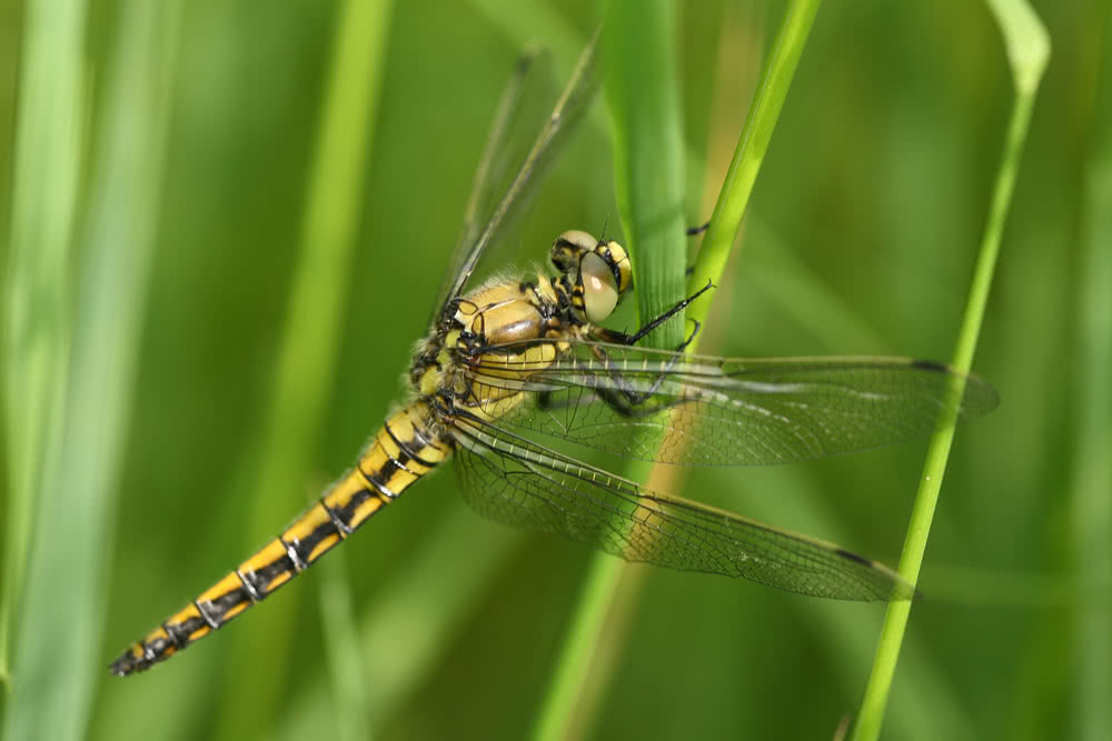 Insekten