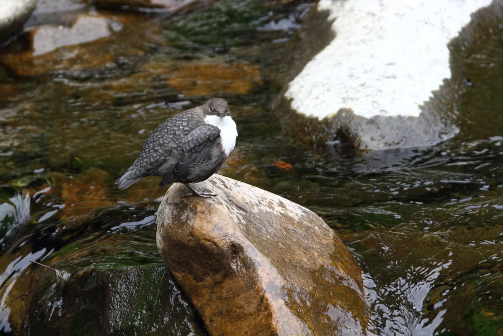Wasseramsel
