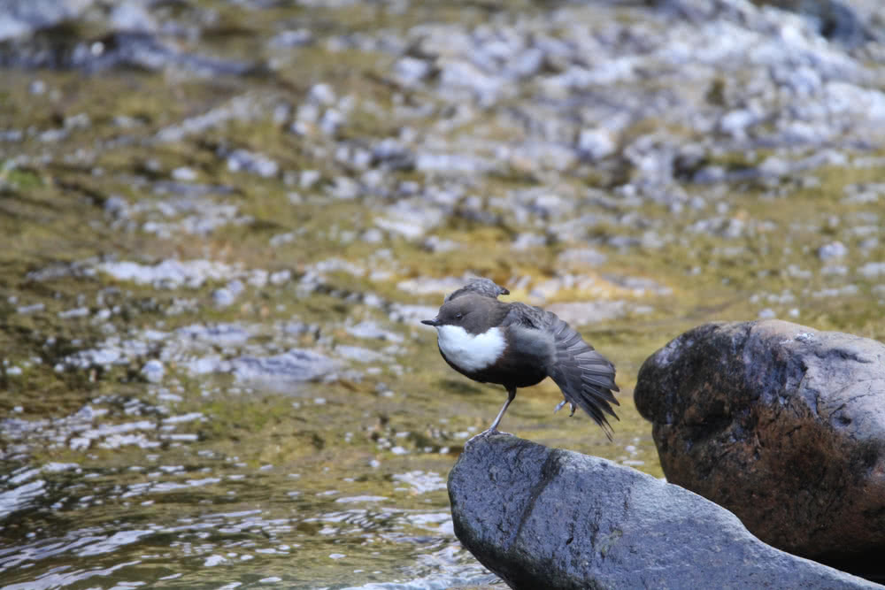 Wasseramsel