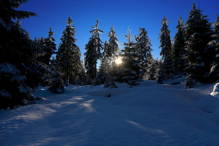 Dämmerung im WInterwald